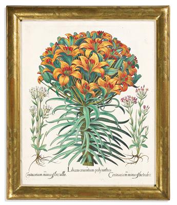 (BOTANICAL.) Basilus Besler. Group of 5 lovely hand-colored engraved plates from Hortus Eystettensis.